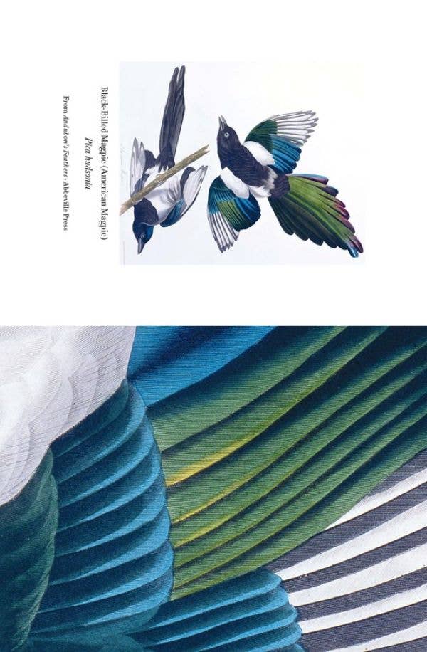 Audubon's Feathers Notecard Set