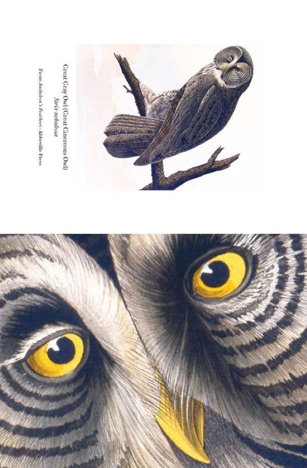 Audubon's Feathers Notecard Set
