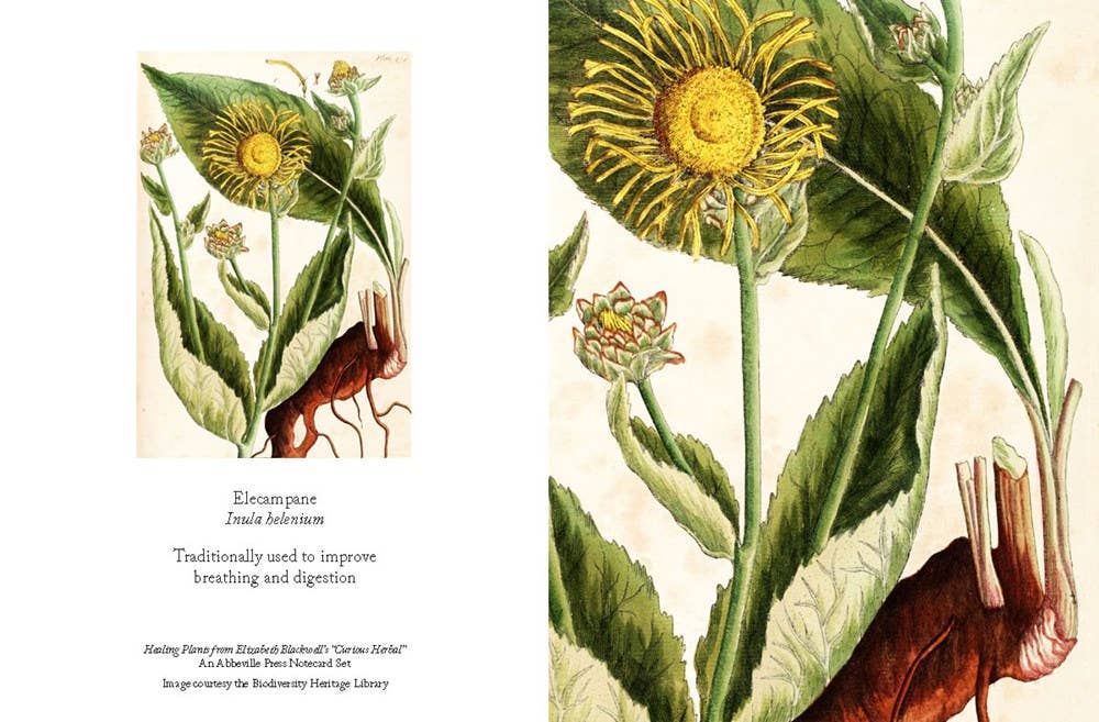Notecard Box Set: Healing Plants