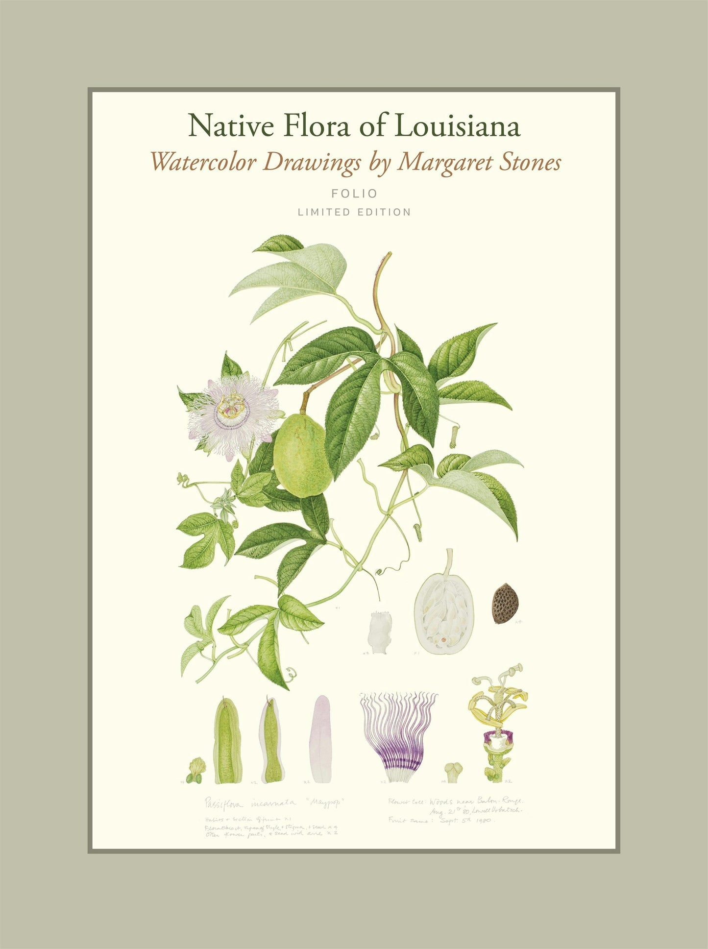 Native Flora of Louisiana: Watercolor Drawings by Margaret Stones (FOLIO Limited Edition)