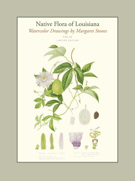 Native Flora of Louisiana: Watercolor Drawings by Margaret Stones (FOLIO Limited Edition)