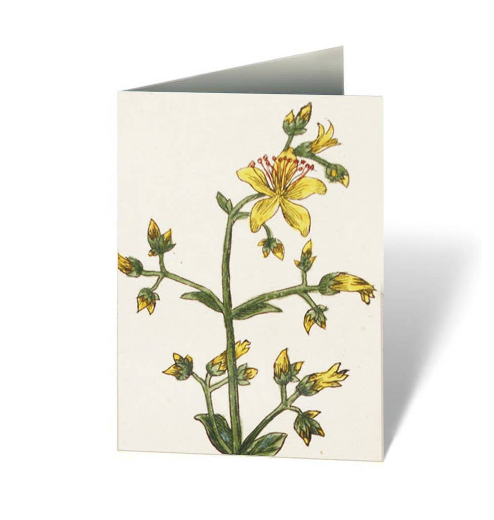 Notecard Box Set: Healing Plants