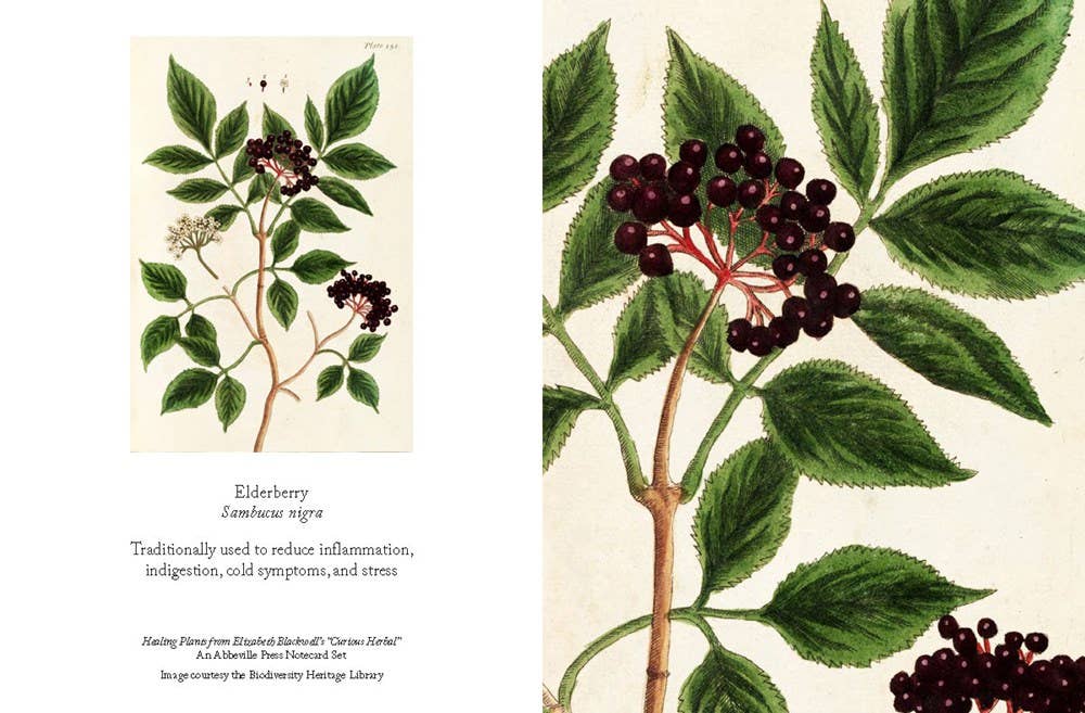 Notecard Box Set: Healing Plants