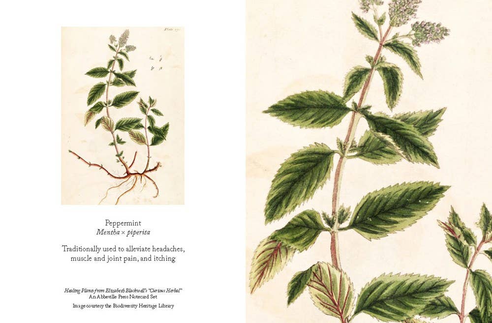 Notecard Box Set: Healing Plants