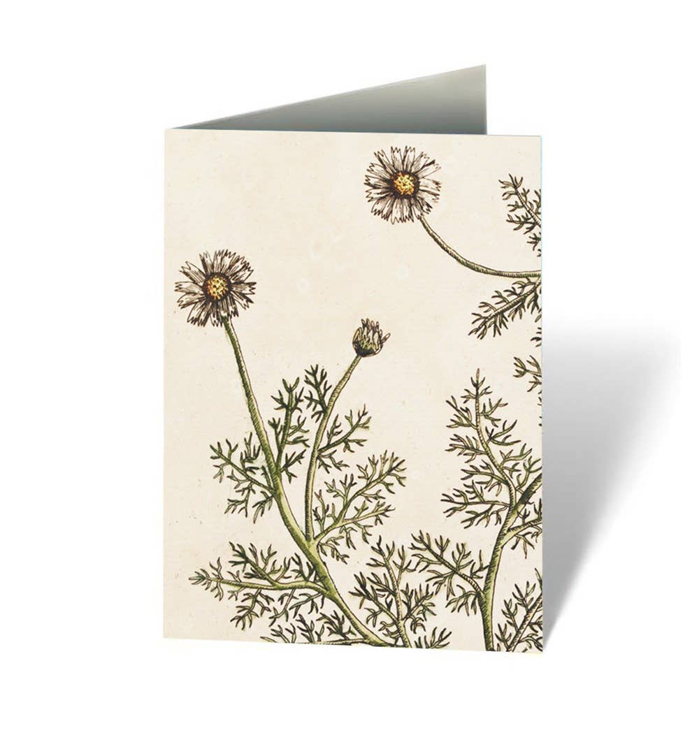 Notecard Box Set: Healing Plants