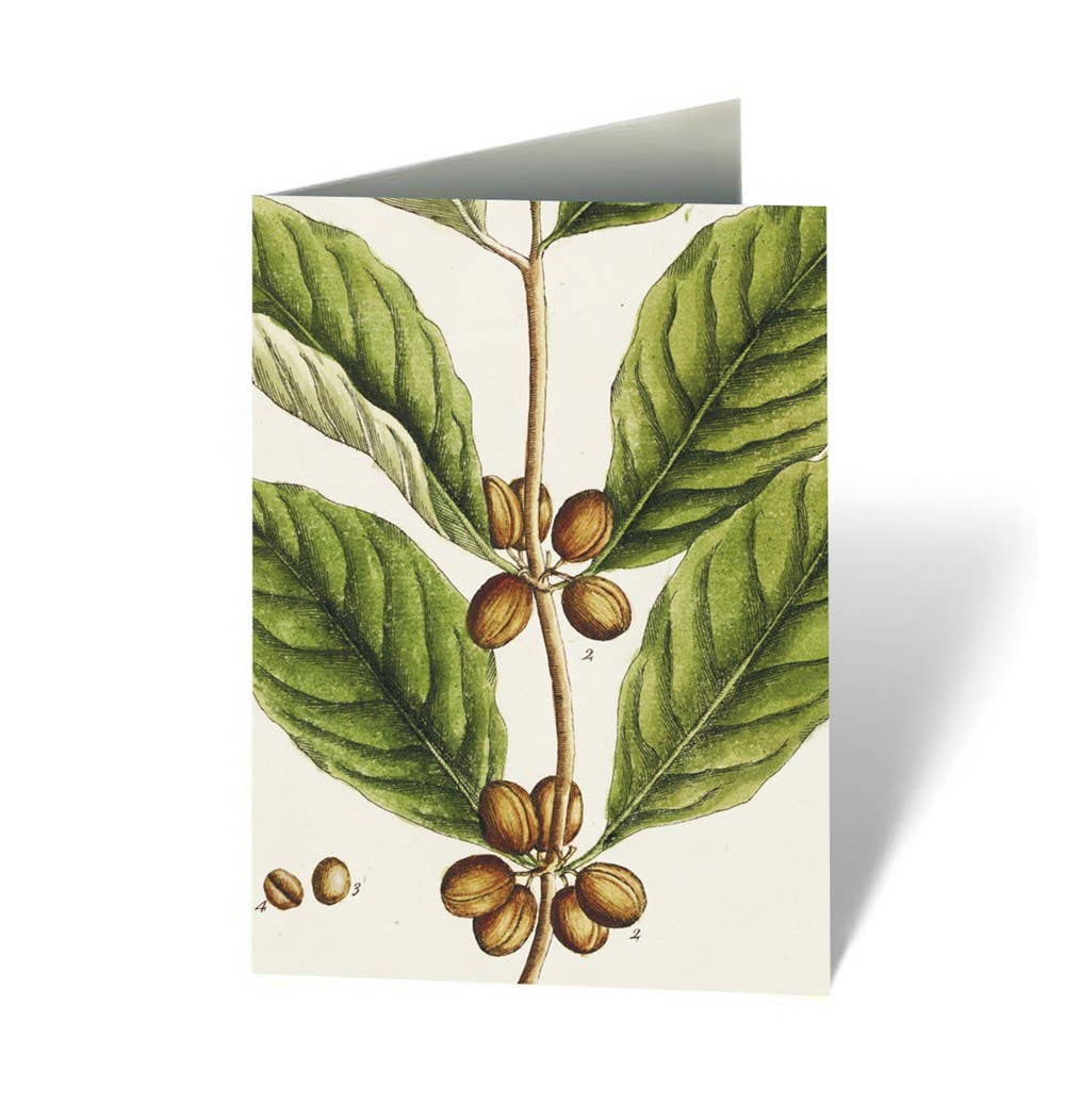 Notecard Box Set: Healing Plants