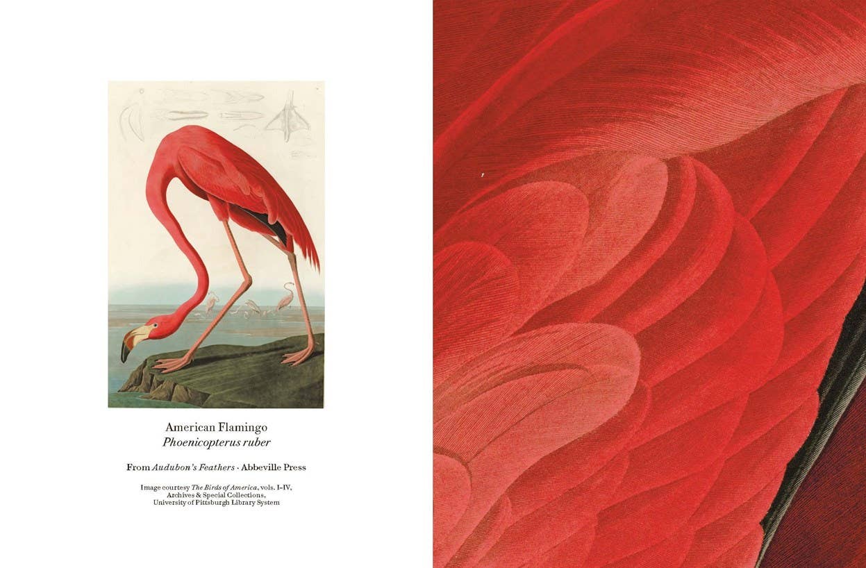 Audubon's Feathers Notecard Set