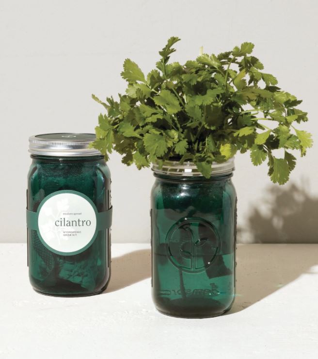 Cilantro Garden Jar